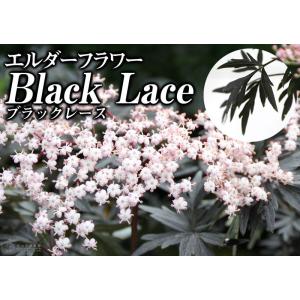 ニワトコの商品一覧 通販 Yahoo ショッピング