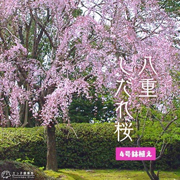 八重しだれ桜 （ ピンク ） 接ぎ木 4号鉢植え （ 八重紅枝垂 ）