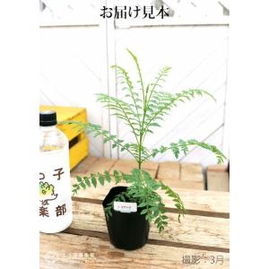 ジャカランダ 9cmポット苗 苗 苗木 熱帯花...の詳細画像1