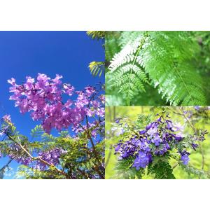 ジャカランダ 9cmポット苗 苗 苗木 熱帯花...の詳細画像2