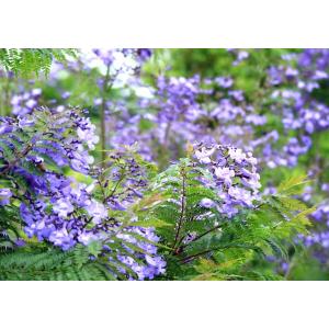 ジャカランダ 9cmポット苗 苗 苗木 熱帯花...の詳細画像4