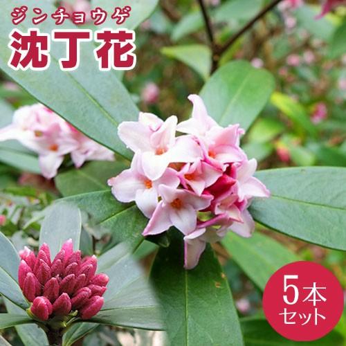 沈丁花 （ ジンチョウゲ ） 赤花　5個セット（ 送料無料 ） 15cmポット苗