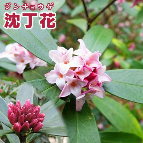 沈丁花 （ ジンチョウゲ ） 赤花 15cmポット苗