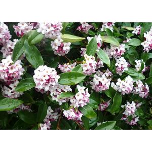沈丁花 ( ジンチョウゲ ) 赤花 15cmポ...の詳細画像3