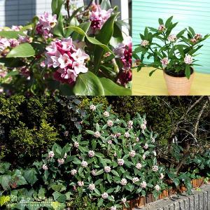 沈丁花 ( ジンチョウゲ ) 赤花 15cmポ...の詳細画像4