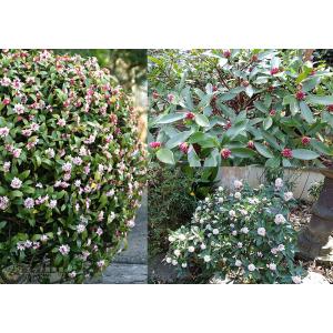 沈丁花 ( ジンチョウゲ ) 赤花 15cmポ...の詳細画像5