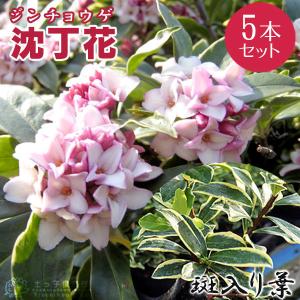 四季咲きネムの木（ トキワネム ）15cmポット苗 : 花と緑の専門店 土っ
