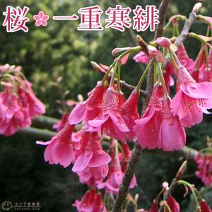 香る花木 『 満月蝋梅 （ マンゲツロウバイ ） 』 5号鉢植え 接ぎ木苗