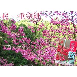 桜 『 一重寒緋( ヒトエカンヒ )』 接ぎ木...の詳細画像2