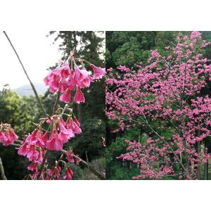 桜 『 一重寒緋( ヒトエカンヒ )』 接ぎ木...の詳細画像3