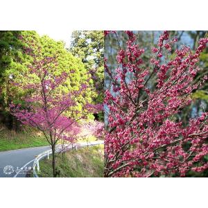 桜 『 一重寒緋( ヒトエカンヒ )』 接ぎ木...の詳細画像4