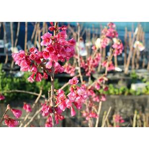 桜 『 一重寒緋( ヒトエカンヒ )』 接ぎ木...の詳細画像5