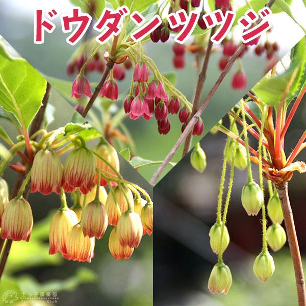 ドウダンツツジ （ 岩しだれ / 口紅更紗 / 黄花 / 柳葉紅 ）9cmポット苗【 選べる品種 】...