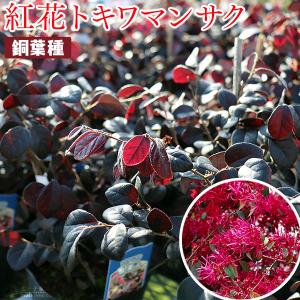 トキワマンサク『黒美人』（銅葉・紅花）12cmポット苗