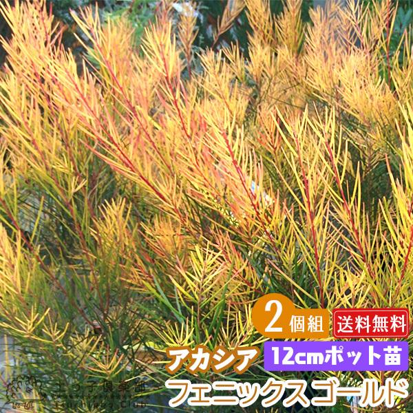 アカシアの木『 フェニックスゴールド 』 苗木 （ 珍種 ）10.5cmロング〜12cmポット 【2...