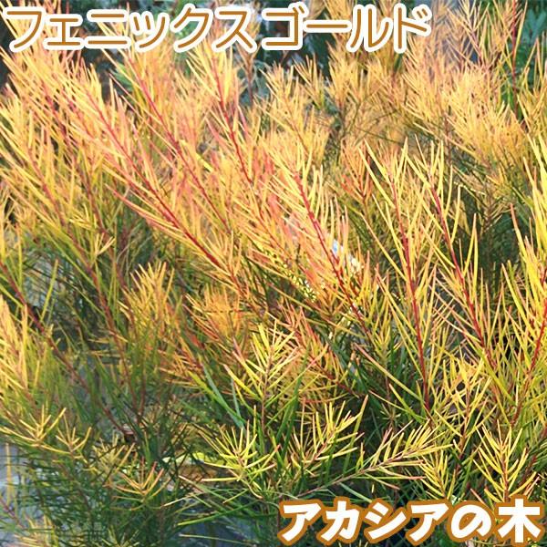 アカシアの木『 フェニックスゴールド 』（ 珍種 ）5号スリット鉢植え　