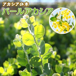 アカシアの木 パールアカシア 5号（または6号）鉢植え : 苗木部 花