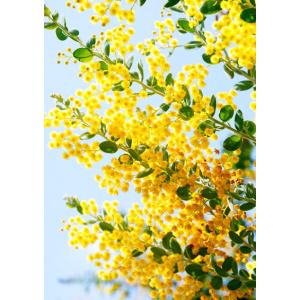アカシアの木『 パールアカシア 』 9cmポッ...の詳細画像2