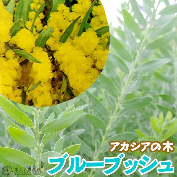 アカシアの木 『 ブルーブッシュ 』 21cmポット苗木 （ 大株 ）