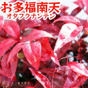 はなこ様おまとめ！✼多肉植物　金のなる木　黄金姫花月木立大きめ抜き苗２ポット①④ Amazon.co.jp: 多肉植物『黄金姫花月』9cmポット苗（金のなる木