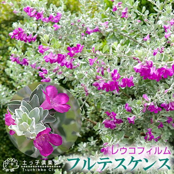 レウコフィルム 『 フルテスケンス 』 10.5cmポット苗