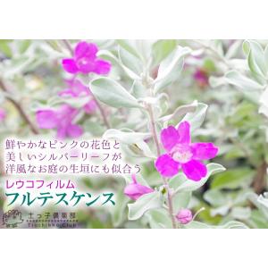 レウコフィルム 『 フルテスケンス 』 10....の詳細画像4