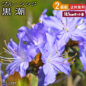 ブルーツツジ 『 黒潮 ( クロシオ ) 』 1...の商品画像