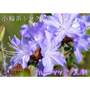 ブルーツツジ 『 黒潮 ( クロシオ ) 』 ...の詳細画像4