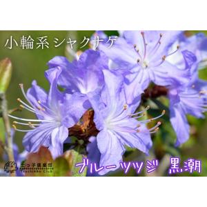 ブルーツツジ 『 黒潮 ( クロシオ ) 』 ...の詳細画像4