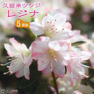 常夏ツツジ トコナツ 株立ち 約1.2m 現品発送 3色咲き 絞り花 久留米