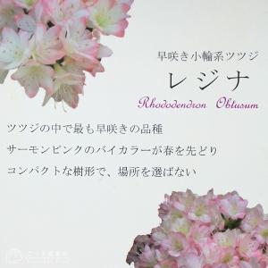 久留米ツツジ 『 レジナ 』 5個セット( 送...の詳細画像4