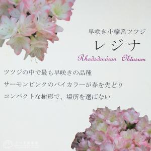 久留米ツツジ 『 レジナ 』 12cmポット苗の詳細画像4