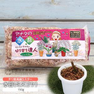 月下美人 1年生 9cmポット苗 : 花と緑の専門店 土っ子倶楽部 - 通販