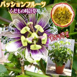 （ 実付き ） パッションフルーツ『 くだもの時計草