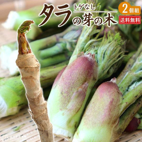 トゲなし「タラの芽の木」 2個セット（ 送料無料 ）12cm(4号)ポット