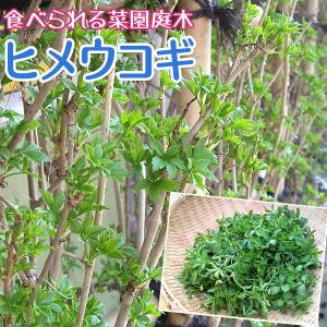 ウコギ 『 ヒメウコギ 』 12cmポット苗木