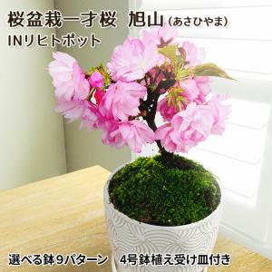 桜盆栽一才桜旭山（あさひやま）INリヒトポット 選べる鉢9パターン 4号鉢植え受け皿付き｜produce87