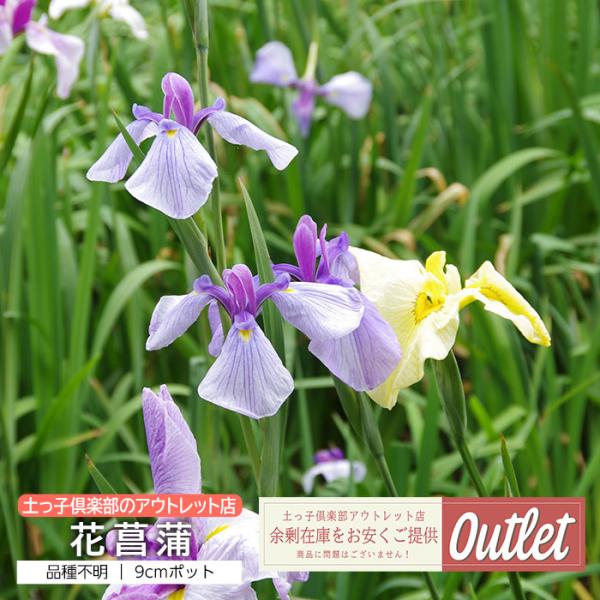 アウトレット 花菖蒲 ハナショウブ 9cmポット苗（2個セット）