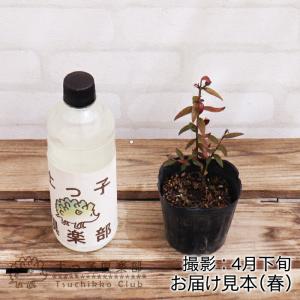 アウトレット ギンバイカ 銀梅花 白実 シルキ...の詳細画像1