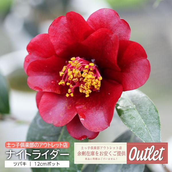 アウトレット ツバキ 椿 苗木 ナイトライダー 12cmポット苗
