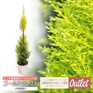 アウトレット コニファー ゴールドクレスト 4号鉢植え｜produce87