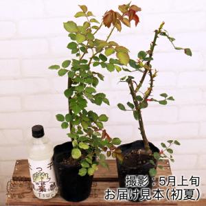 アウトレット バラ 1〜2年生 接ぎ木苗 12...の詳細画像1