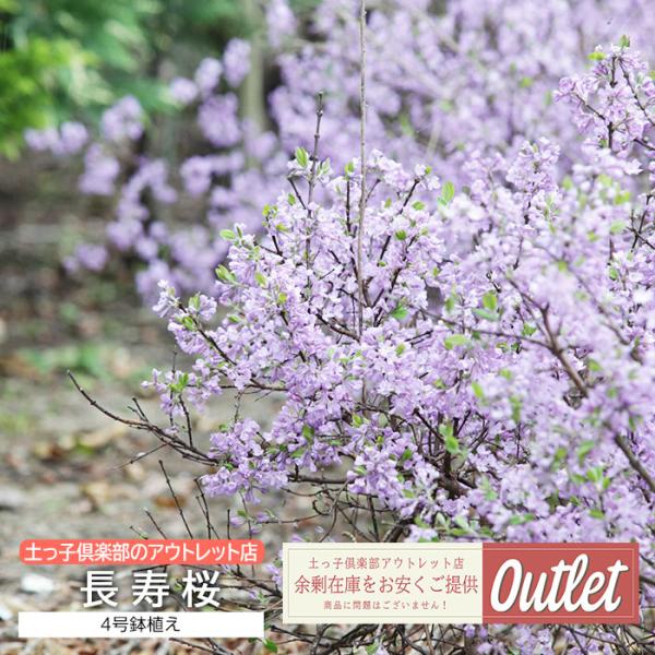 アウトレット 長寿桜 チョウジュザクラ 4号鉢植え
