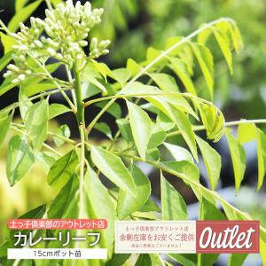 アウトレット カレーの木 カレーリーフ 15cmポット苗 ハーブ｜produce87