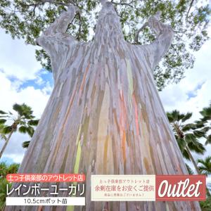 アウトレット ユーカリの木 レインボーユーカリ 10.5cmポット苗 ハーブ｜produce87
