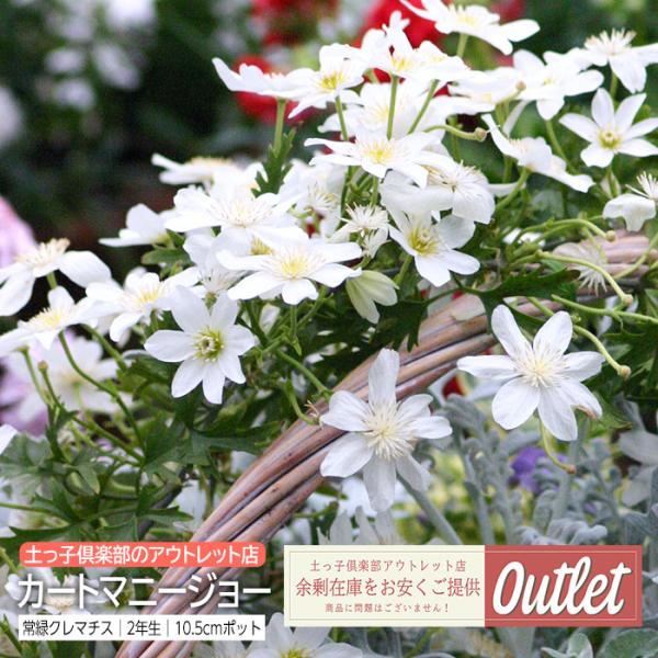 アウトレット クレマチス 常緑 カートマニージョー 2年生 10.5cmポット苗