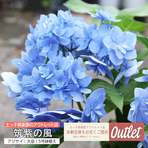 アウトレット アジサイ 筑紫の風 5号鉢植え 福岡のあじさい（2025年開花予定大株）
