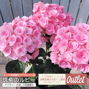 アジサイ クオン6号鉢（ラッピングなし ご希望でお付けします 苗 鉢花