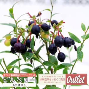 アウトレット ビルベリー 果樹 家庭菜園 6号鉢...の商品画像