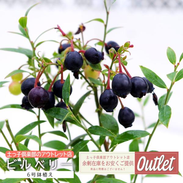アウトレット ビルベリー 果樹 家庭菜園 6号鉢植え 健康果樹 鉢付き
